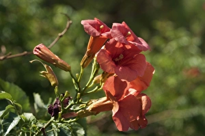 Chinese Trumpet Vine -Campsis grandiflora-, inflorescence, Leptokaria, Greece, Europe Chinese Trumpet Vine -Campsis grandiflora-, inflorescence, Leptokaria, Greece, Europe
