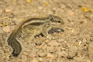 Chipmunk -Tamias-, Keoladeo National Park, Rajasthan, India Chipmunk -Tamias-, Keoladeo National Park, Rajasthan, India