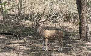 Chital -Axis axis-, Nagarhole National Park, Karnataka, India Chital -Axis axis-, Nagarhole National Park, Karnataka, India