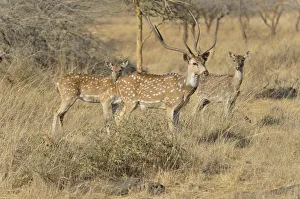 Chital, Cheetal or Axis Deer -Axis axis-, Gir Forest National Park, Gir Sanctuary, Gujarat, India Chital, Cheetal or Axis Deer -Axis axis-, Gir Forest National Park, Gir Sanctuary, Gujarat, India