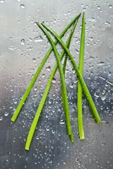 Aromatic Plants Prints: Chives