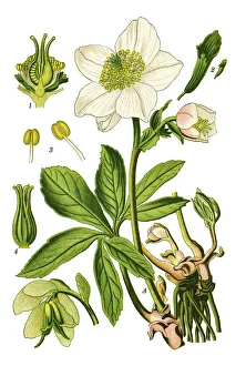 Magical world illustration/botanical illustrations medicinal herbal plant illustrations/christmas rose black hellebore Magical world illustration/botanical illustrations medicinal herbal plant illustrations/christmas rose black hellebore