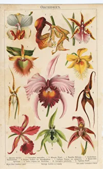 Chromolithograph illustration of orchids (Orchidaceae) Chromolithograph illustration of orchids (Orchidaceae)