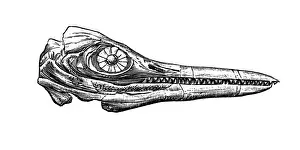 Ancient History Illustration Prints: Chthyosaurus platyodon
