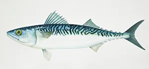 Chub Mackerel, Scomber japonicus, side view Chub Mackerel, Scomber japonicus, side view