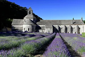 Cistercian abbey Abbaye Notre-Dame de Senanque, with lavender field, Vaucluse, Provence, Provence-Alpes-Cote dAzur Cistercian abbey Abbaye Notre-Dame de Senanque, with lavender field, Vaucluse, Provence, Provence-Alpes-Cote dAzur