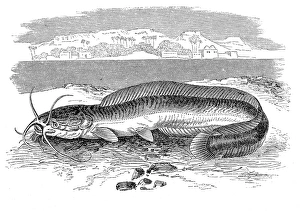 Clarias anguillaris , catfish also known as the mudfish Clarias anguillaris , catfish also known as the mudfish