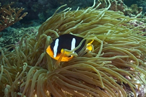 Clarks Anemonefish or Yellowtail Clownfish -Amphiprion clarkii-, near Fahal, Oman Clarks Anemonefish or Yellowtail Clownfish -Amphiprion clarkii-, near Fahal, Oman