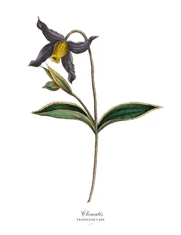Clematis Plants, Victorian Botanical Illustration Clematis Plants, Victorian Botanical Illustration