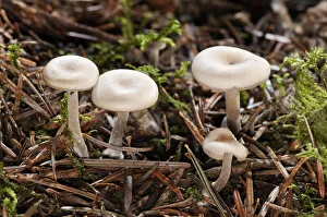 Clitocybe -Clitocybe langei-, Untergroeningen, Baden-Wuerttemberg, Germany, Europe Clitocybe -Clitocybe langei-, Untergroeningen, Baden-Wuerttemberg, Germany, Europe