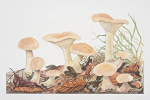 Clitocybe gibba, Common Funnel-cap mushrooms fruiting in woodland soil Clitocybe gibba, Common Funnel-cap mushrooms fruiting in woodland soil