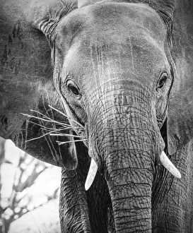 Close Up of African Elephant Face in Black and White at Mana Pools, Zimbabwe Close Up of African Elephant Face in Black and White at Mana Pools, Zimbabwe