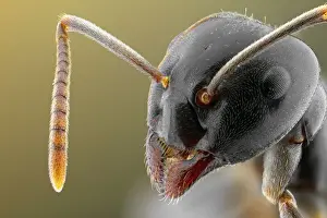 Prints of Close up of ant Images Dated 2012 July: Close-up of an Ant Print: Insect Macro Photography
