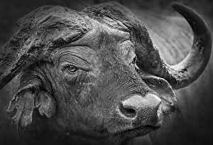 Close Up of Cape Buffalo Head at Aberdare Park in Kenya Close Up of Cape Buffalo Head at Aberdare Park in Kenya