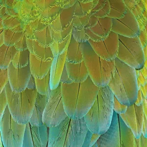 Close up of back feathers of a Macaw Parrot bird Close up of back feathers of a Macaw Parrot bird