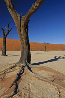 Close up of one of the iconic dead trees in Deadvlei, Namibia Close up of one of the iconic dead trees in Deadvlei, Namibia