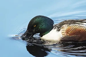 Close up of northern shoveler drake surface feeding on pond Close up of northern shoveler drake surface feeding on pond