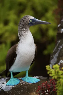 Close up portrait of Blue-footed booby in the Galapagos Close up portrait of Blue-footed booby in the Galapagos