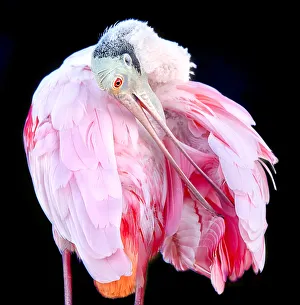 Close Up of Roseate Spoonbill (Platalea ajaja) Preening Against Black Background Close Up of Roseate Spoonbill (Platalea ajaja) Preening Against Black Background