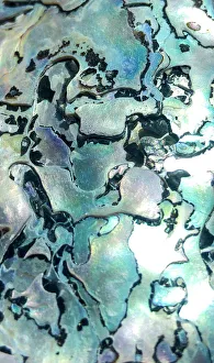Close up of shell detail, Cape Town, South Africa Close up of shell detail, Cape Town, South Africa