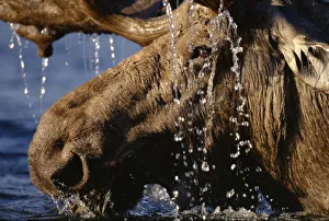 Close-up of bull moose (Alces alces) with water dripping off antlers Close-up of bull moose (Alces alces) with water dripping off antlers
