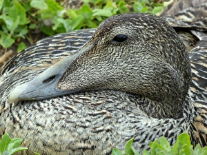 Close-up of female eider (Somateria mollissima) sitting on nest Close-up of female eider (Somateria mollissima) sitting on nest