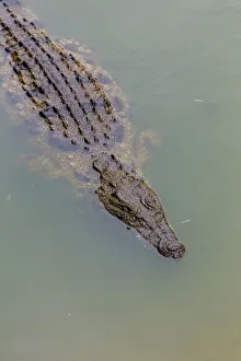 Close-up of Nile crocodile (Crocodylus niloticus) swimming in a pond on a Crocodile farm Close-up of Nile crocodile (Crocodylus niloticus) swimming in a pond on a Crocodile farm