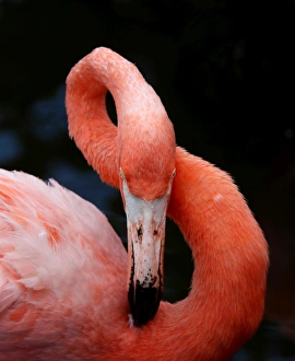 Nature wildlife/beautiful bird species gregarious flamingos/close up preening pink flamingo showing flexible Nature wildlife/beautiful bird species gregarious flamingos/close up preening pink flamingo showing flexible