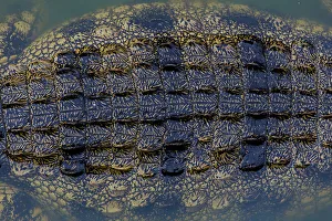 Close-up texture of a the shin on a Nile Crocodiles back, Western Cape Province, South Africa Close-up texture of a the shin on a Nile Crocodiles back, Western Cape Province, South Africa