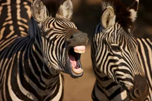 A close-up of a Zebra showing its teeth, Isimangaliso, Kwazulu-Natal, South Africa A close-up of a Zebra showing its teeth, Isimangaliso, Kwazulu-Natal, South Africa