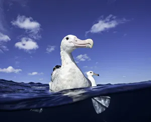 Close up of a wandering albatross floating on the waters surface, North Island, New Zealand Close up of a wandering albatross floating on the waters surface, North Island, New Zealand