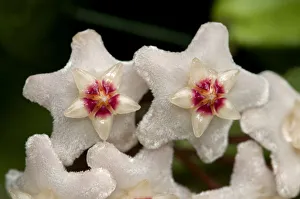 Closeup of a flower umbel of a Wax Plant -Hoya carnosa- Closeup of a flower umbel of a Wax Plant -Hoya carnosa-