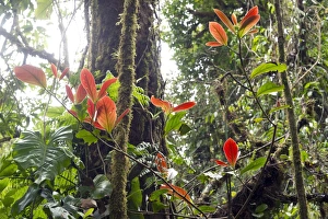 Cloud forest vegetation, Monteverde, Puntarenas Province, Costa Rica, Central America Cloud forest vegetation, Monteverde, Puntarenas Province, Costa Rica, Central America