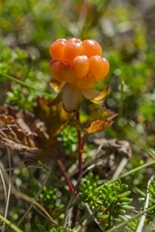 Cloudberry -Rubus chamaemorus-, Troms, Norway Cloudberry -Rubus chamaemorus-, Troms, Norway