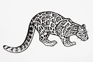 Clouded Leopard (Neofelis nebulosa), standing with head lowered Clouded Leopard (Neofelis nebulosa), standing with head lowered