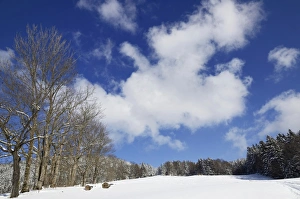 Clouds above the boundary ridge with sycamore maple trees -Acer plantanoides Clouds above the boundary ridge with sycamore maple trees -Acer plantanoides