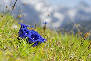 Clusius gentian -Gentiana clusii-, Garmisch-Partenkirchen District, Upper Bavaria Clusius gentian -Gentiana clusii-, Garmisch-Partenkirchen District, Upper Bavaria