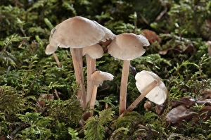 Clustered Toughshank -Gymnopus confluens-, Untergroeningen, Baden-Wuerttemberg, Germany Clustered Toughshank -Gymnopus confluens-, Untergroeningen, Baden-Wuerttemberg, Germany