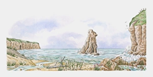 Coastline showing sand dunes, rock stack, saltmarsh flowers, tide pools and clifftop turf Coastline showing sand dunes, rock stack, saltmarsh flowers, tide pools and clifftop turf