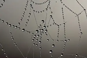 Dew Drop Macro Photography Prints: Cobweb with dew drops
