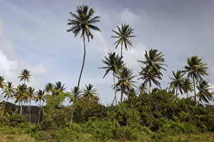 Coconut palm trees -Cocos nucifera-, Little Tobago, Trinidad and Tobago Coconut palm trees -Cocos nucifera-, Little Tobago, Trinidad and Tobago