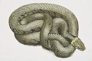 Coiled green snake (Serpentes), high angle view Coiled green snake (Serpentes), high angle view