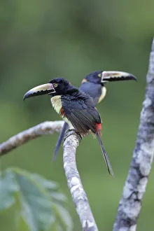 Collared Aracari (Pteroglossus torquatus) resting Collared Aracari (Pteroglossus torquatus) resting