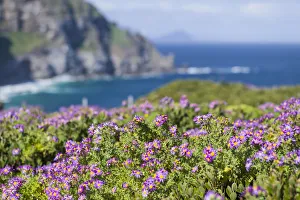 Colorful flowers blooming at Cape Point, Table Mountain National Park, Cape Town, Western Cape Province, South Africa Colorful flowers blooming at Cape Point, Table Mountain National Park, Cape Town, Western Cape Province, South Africa