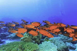 Colorful schooling bigeyes Colorful schooling bigeyes