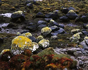 Colourful seaweed, lichen on granite rocks at low tide, Connemara, County Galway, Ireland Colourful seaweed, lichen on granite rocks at low tide, Connemara, County Galway, Ireland