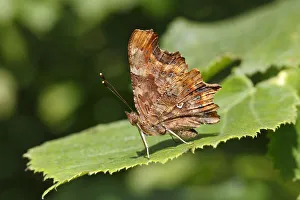 Comma butterfly -Polygonia c-album, Syn Nymphalis c-album- perched on a leaf, Altenseelbach, Neunkirchen Comma butterfly -Polygonia c-album, Syn Nymphalis c-album- perched on a leaf, Altenseelbach, Neunkirchen