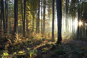 Common beeches (Fagus sylvatica), sunrise in a beech forest in autumn, Allgaeu region, Bavaria, Germany, Europe Common beeches (Fagus sylvatica), sunrise in a beech forest in autumn, Allgaeu region, Bavaria, Germany, Europe