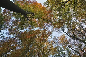 Common beeches -Fagus sylvatica- in autumn, Lower Rhine region, North Rhine-Westphalia Common beeches -Fagus sylvatica- in autumn, Lower Rhine region, North Rhine-Westphalia