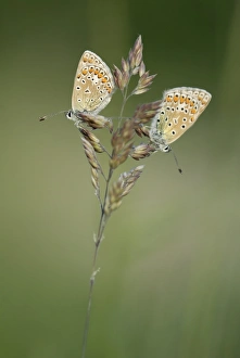 Two Common Blue butterflies -Polyommatus icarus- Two Common Blue butterflies -Polyommatus icarus-